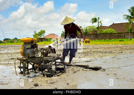 Rice field worker. Bali, Indonesia Stock Photo