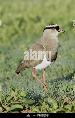 Crowned Lapwing, Addo Elephant National Park Stock Photo