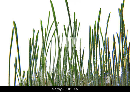 Seedlings of barley as cat grass Stock Photo
