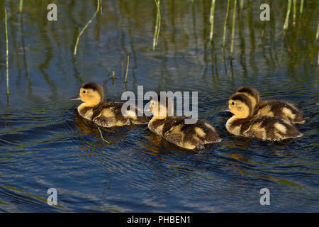 A brood of Blue-Winged Teal ducklings  (Anas discors); swimming together as a group in the beaver pond at Maxwell Lake near Hinton Alberta Canada. Stock Photo