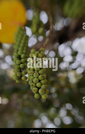 Green sea grape clusters on a sea grape plant in Little Cayman. Stock Photo