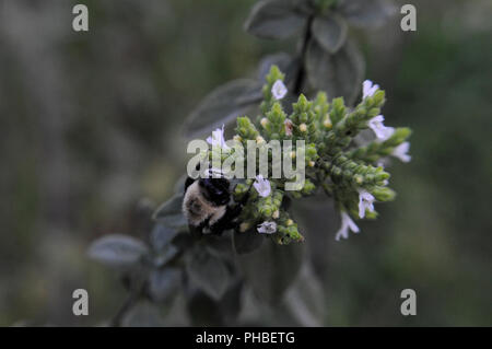 A bee on the blossom of an oregano plant in a garden in North Carolina. Stock Photo