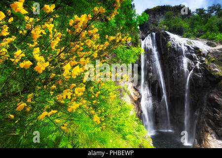 Mimosa flowering at the Cascata del Salto (Waterfall of Maggia), Maggia, Valle Maggia, Canto of Ticino, Switzerland, Europe Stock Photo