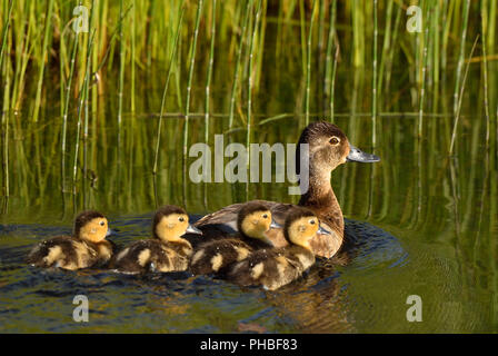 A Blue-winged Teal Duck (Anas discors), swimming with her brood of young ducklings at the beaver boardwalk in Hinton Alberta Canada. Stock Photo