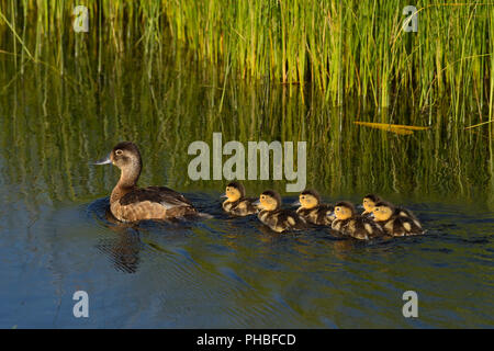 A mother Blue-winged Teal Duck (Anas discors), swimming away with her brood of young ducklings at the beaver boardwalk in Hinton Alberta Canada. Stock Photo