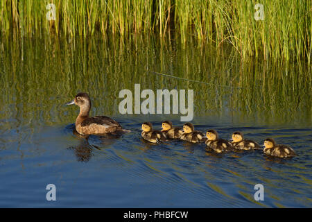 A mother Blue-winged Teal Duck (Anas discors), swimming away with her brood of young ducklings at the beaver boardwalk in Hinton Alberta Canada. Stock Photo