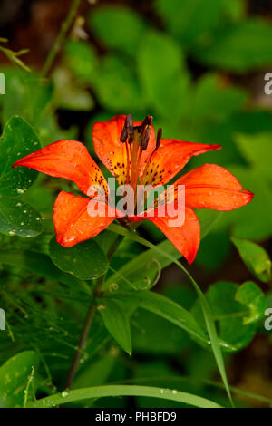 A vertical image of a wild Wood Lily (Lilium philadelphicum) growing in a wooded area in rural  Alberta Canada.