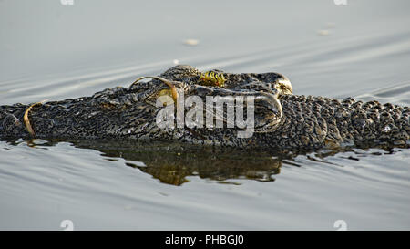 Saltwater Crocodile, Yellow River, Australia Stock Photo