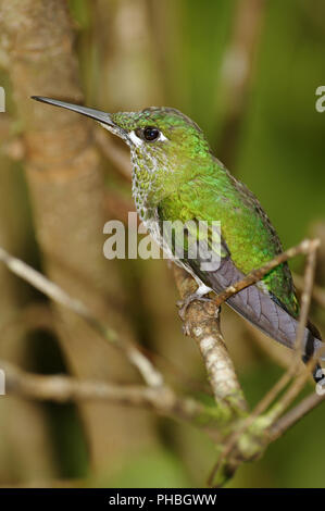 green-crowned-brilliant-hummingbird-costa-rica-stock-photo-alamy