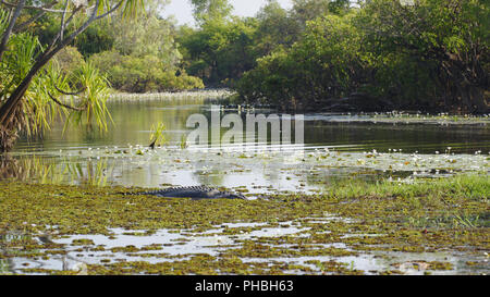 Saltwater Crocodile, Yellow River, Australia Stock Photo