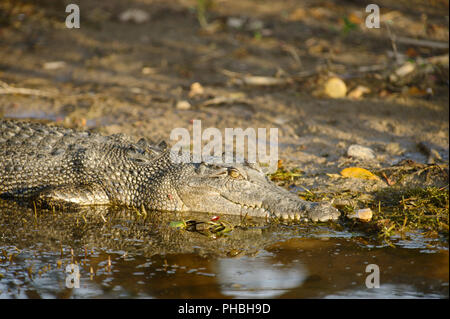 Saltwater Crocodile, Yellow River, Australia Stock Photo