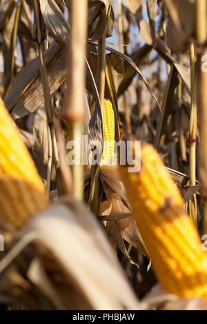 open corn cobs of ripe yellow and solid corn kernels on stems prior to harvest, closeup Stock Photo