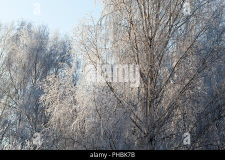 winter landscape with deciduous trees illuminated from behind by sunlight, branches of plants covered with white frost after frosts Stock Photo