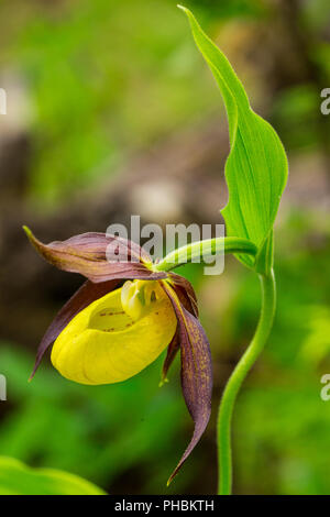 Cypripedium calceolus, lady's slipper orchid in the nature. Close-up. Stock Photo