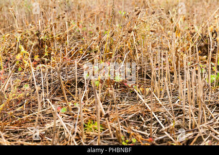 field in which photographed yellowing grass in autumn season. Small depth of field. Stock Photo