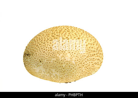 Common earthball (Scleroderma citrinum) Stock Photo