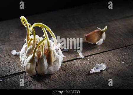sprouting garlic on wooden table Stock Photo