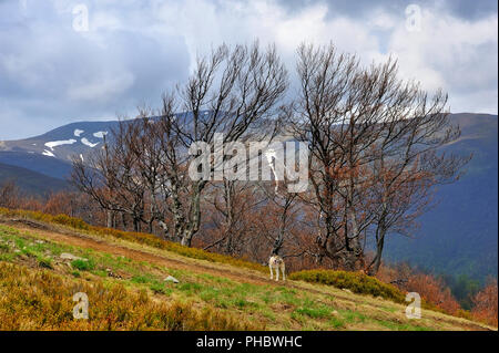 Early spring in the mountains. Early spring landscape in the Carpathian mountains, Ukraine. Stock Photo