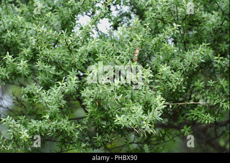 Ancient tree, Waitakere Ranges Regional Park, New Zealand Stock Photo