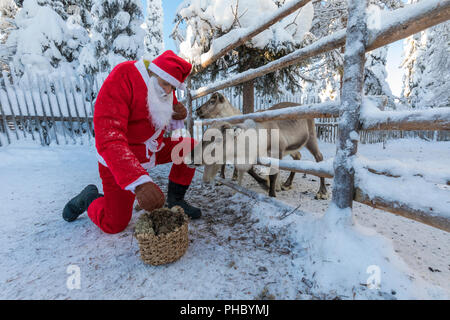 Santa Claus feeding reindeer, Ruka (Kuusamo), Northern Ostrobothnia region, Lapland, Finland, Europe Stock Photo
