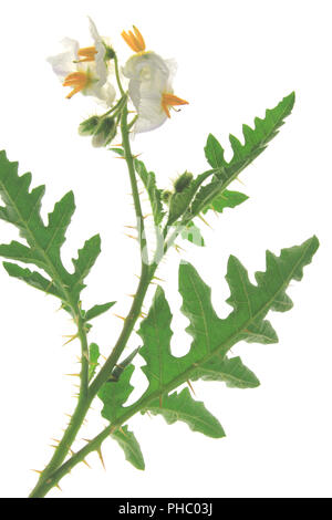 Solanum sisymbriifolium (litchi tomato, vila-vila, sticky nightshade) Stock Photo