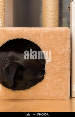 Black dog in a small cat cuddle cave - close-up Stock Photo