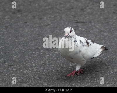 white pigeon pidgeon walking in the street of Montreal, Quebec, canada, urban city bird, birds Stock Photo