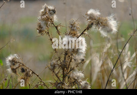 Seedheads of Milk Thistle plant growing in wild on shingle beach in late August Stock Photo