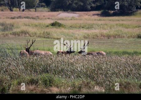 A group of elk move through a meadow in the Deans Creek Elk viewing area, near Reedsport, Oregon Stock Photo