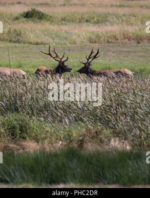 A group of elk move through a meadow in the Deans Creek Elk viewing area, near Reedsport, Oregon Stock Photo