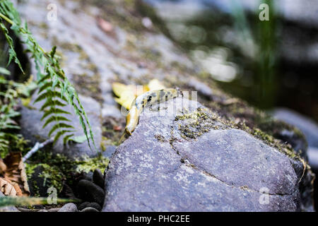 A spotted banana slugs makes its way across a rock on the bank of a small river in the coastal mountains of Oregon Stock Photo