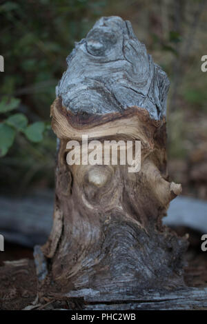 A large burl is all that remains of an fallen pine tree. Stock Photo