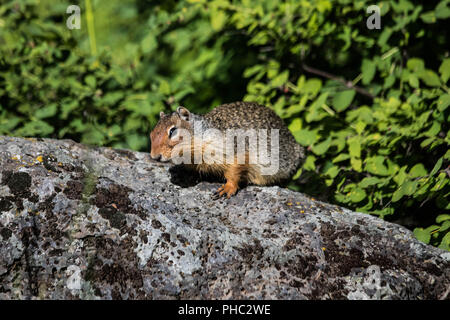 A Columbian ground squirrel perches on a rock in Malhuer National Forest, Oregon. Stock Photo