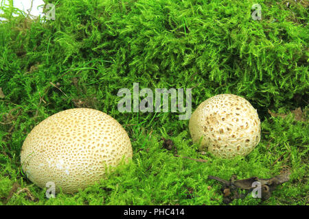 Common earthball (Scleroderma citrinum) Stock Photo
