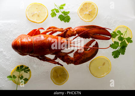 Whole cooked red marine lobster on a bed of crushed ice surrounded by sliced lemon and fresh parsley in an overhead view conceptual of gourmet seafood Stock Photo