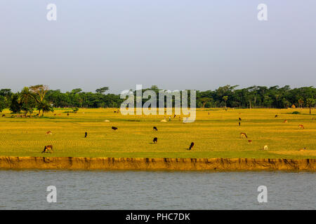 Agricultural field on the bank of Tetulia River. Patuakhali, Bangladesh ...