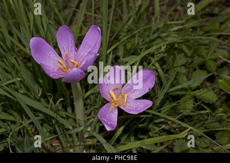 Autumn crocus  Colchicum autumnale Stock Photo