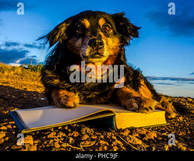 One intelligent Black Dog Reading a Book Stock Photo - Alamy