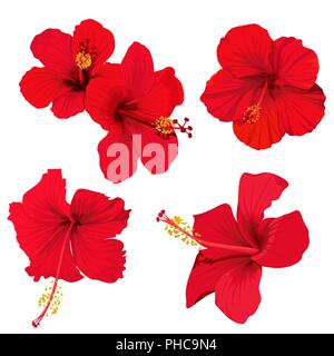 hibiscus flower vector clip art set red flowers tropical planrs Stock Vector
