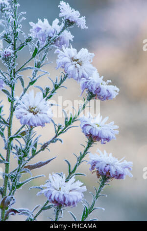 frozen flowers Stock Photo