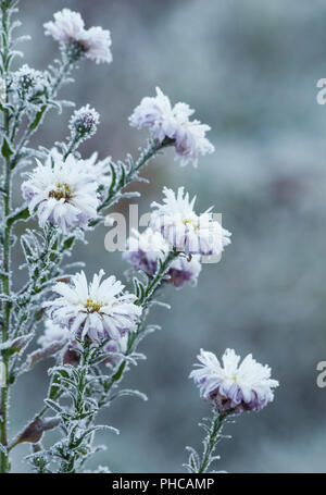 frozen flowers Stock Photo