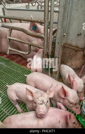 Baby pig in a pigsty Stock Photo