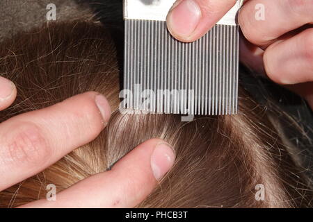 Head lice infection common in young people. Hair being checked using a special head lice comb. Stock Photo