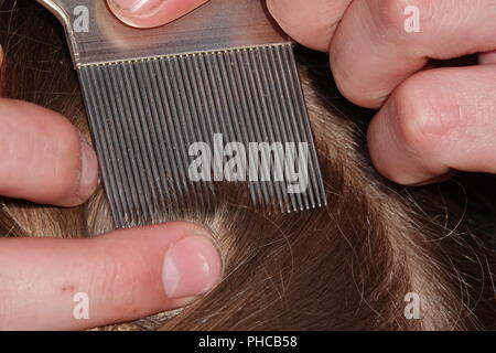 Head lice infection common in young people. Hair being checked using a special head lice comb. Stock Photo