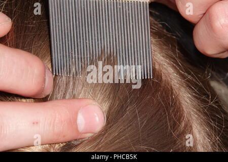 Head lice infection common in young people. Hair being checked using a special head lice comb. Stock Photo