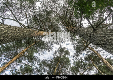 Look upwards to the point of two pines Stock Photo