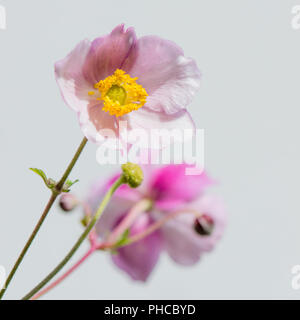 Pale pink flower Japanese anemone, close-up Stock Photo