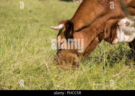 Cattle eating on pasture - close-up of cow Stock Photo