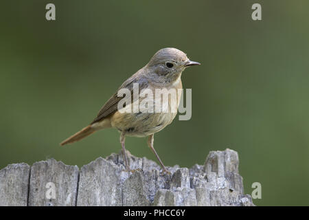 flycatcher Stock Photo