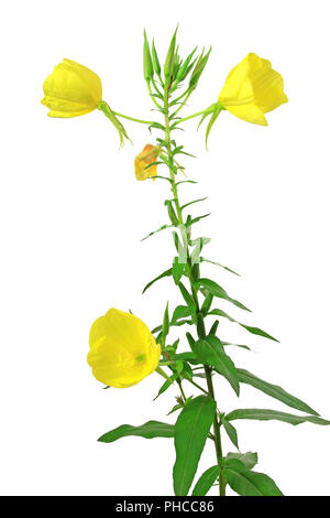 Common evening primrose (Oenothera biennis) Stock Photo